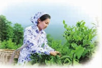 BC贷网址入口,油茶种植出产加工销售,植物油种植出产加工销售