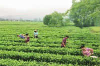 BC贷网址入口,油茶种植出产加工销售,植物油种植出产加工销售