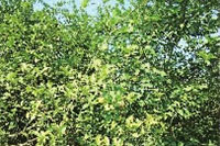 BC贷网址入口,油茶种植出产加工销售,植物油种植出产加工销售