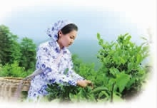 BC贷网址入口,油茶种植出产加工销售,植物油种植出产加工销售