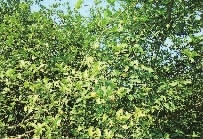 BC贷网址入口,油茶种植出产加工销售,植物油种植出产加工销售